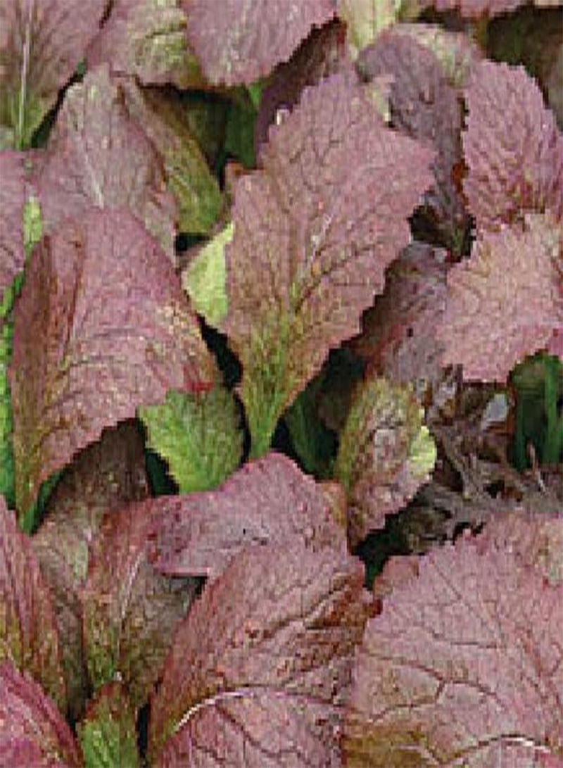 GGOOT - Mustard Red Lion 1,440 (3g's) BabyLeaf Vegetable Seeds (Fast Growing Good Yields) - Image 2