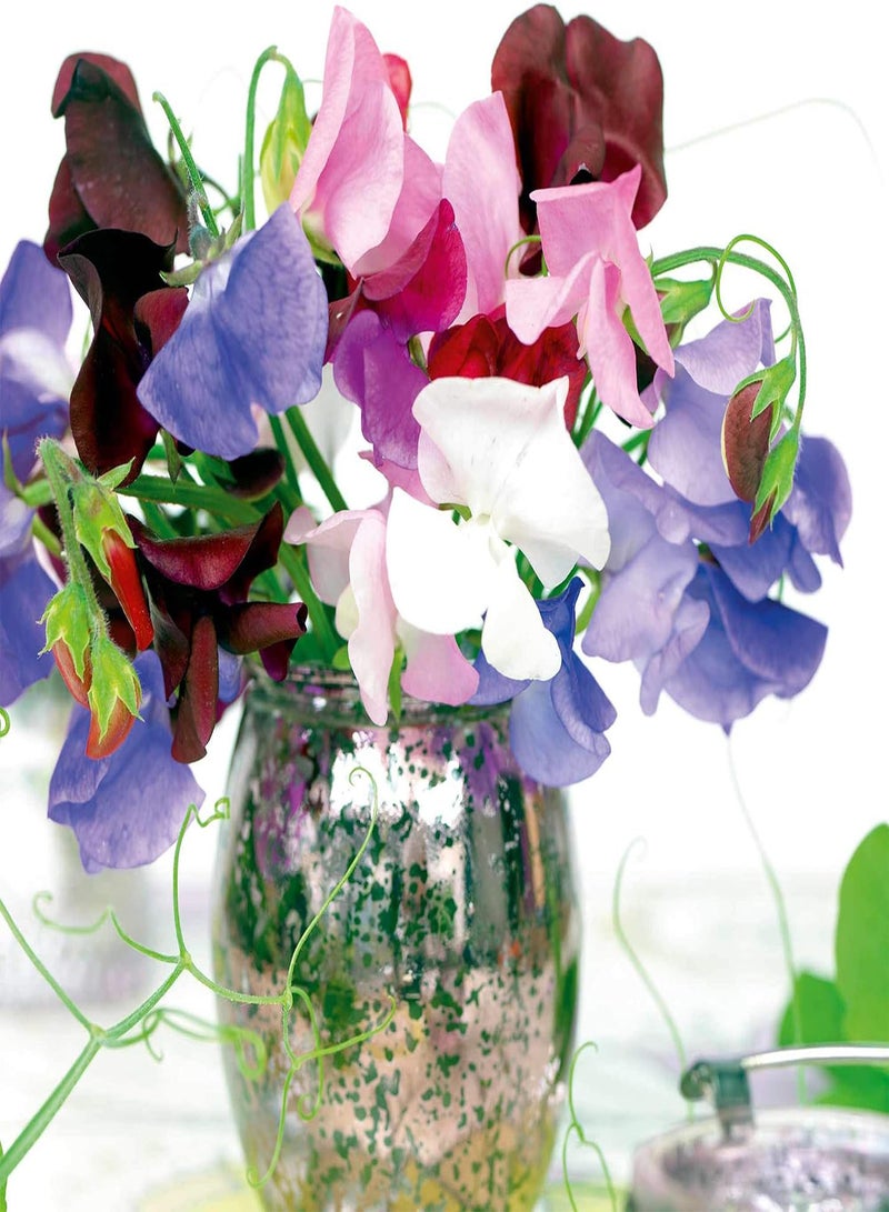 GGOOT Sweet Pea Seeds Long Stem Mixed Flower Seeds, Approx. 50 Seeds per Pack, Grow Your own Fragrant Sweet Pea Plants from Seed, Ideal for Beds and Borders, Greenhouses - Image 1