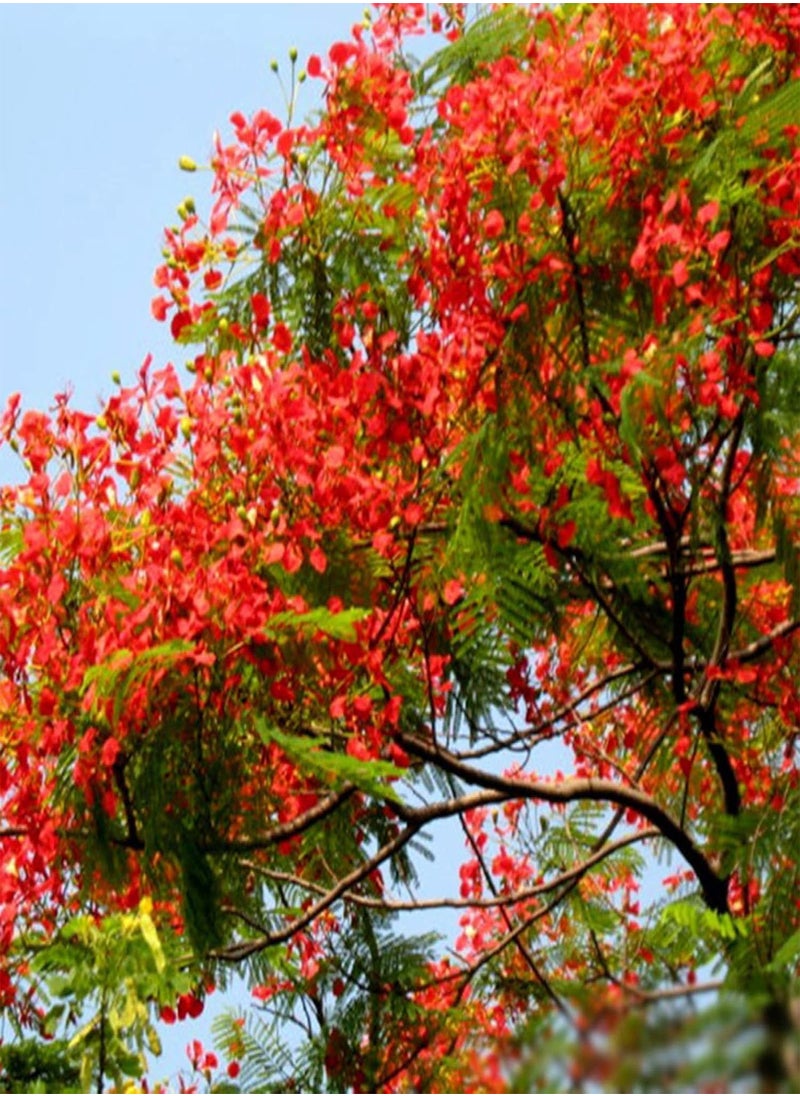 GGOOT - 10 Pcs Delonix Regia Seeds Outdoor Bonsai Flamboyant Flame Tree Garden Plant - Flower Seeds Vegetable Seeds Fruit Seeds Garden Plant Seeds - Image 1