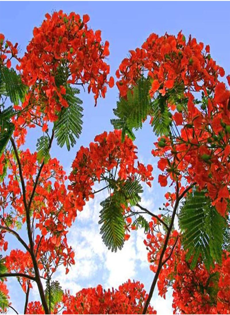 GGOOT - 10 Pcs Delonix Regia Seeds Outdoor Bonsai Flamboyant Flame Tree Garden Plant - Flower Seeds Vegetable Seeds Fruit Seeds Garden Plant Seeds - Image 1