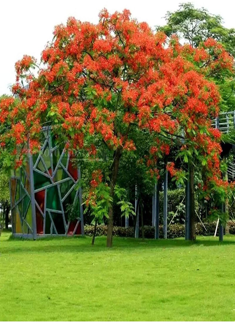 GGOOT - 10 Pcs Delonix Regia Seeds Outdoor Bonsai Flamboyant Flame Tree Garden Plant - Flower Seeds Vegetable Seeds Fruit Seeds Garden Plant Seeds - Image 1
