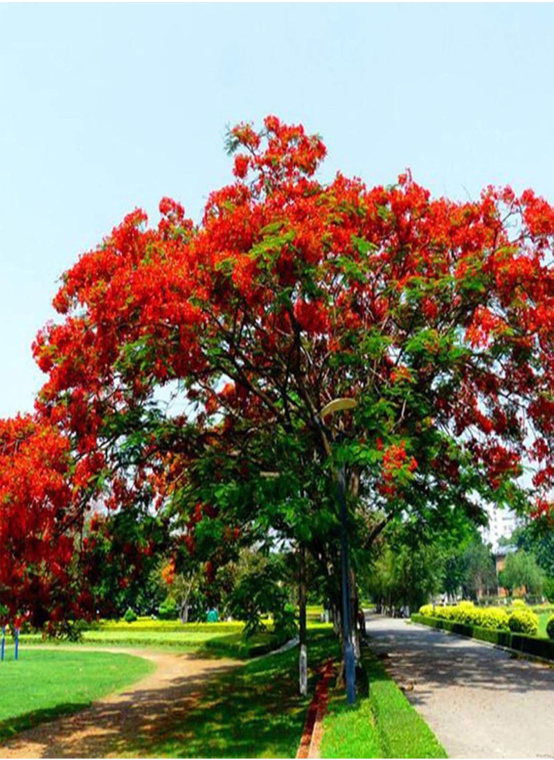 GGOOT - 10 Pcs Delonix Regia Seeds Outdoor Bonsai Flamboyant Flame Tree Garden Plant - Flower Seeds Vegetable Seeds Fruit Seeds Garden Plant Seeds - Image 1