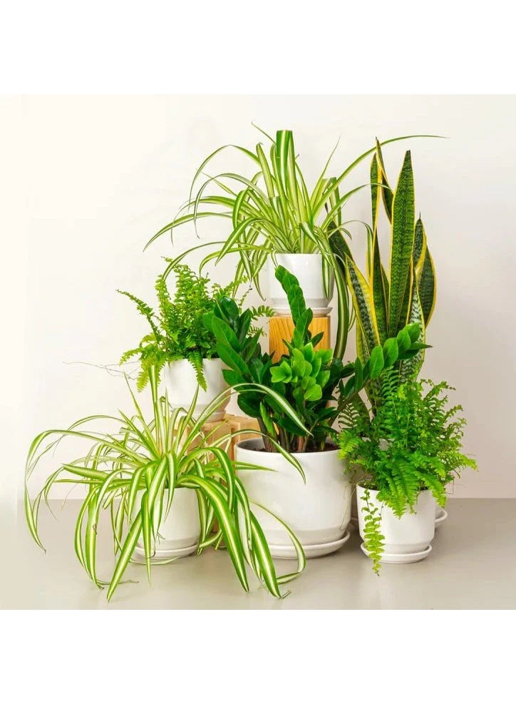 Indoor Plant Bundle 6-Piece Live Greenery Set 2× Spider Plant, 2× Boston Fern, 1× ZZ Plant, 1× Snake Plant in Ceramic Pots LowMaintenance Air Purifying Houseplants for Home & Office