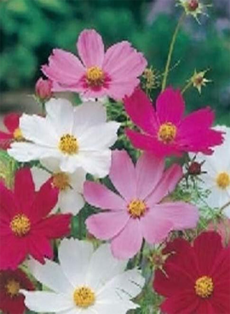 GGOOT FP Cosmos Sensation Mixed Seeds - Annual Garden Flower Seeds - Image 1