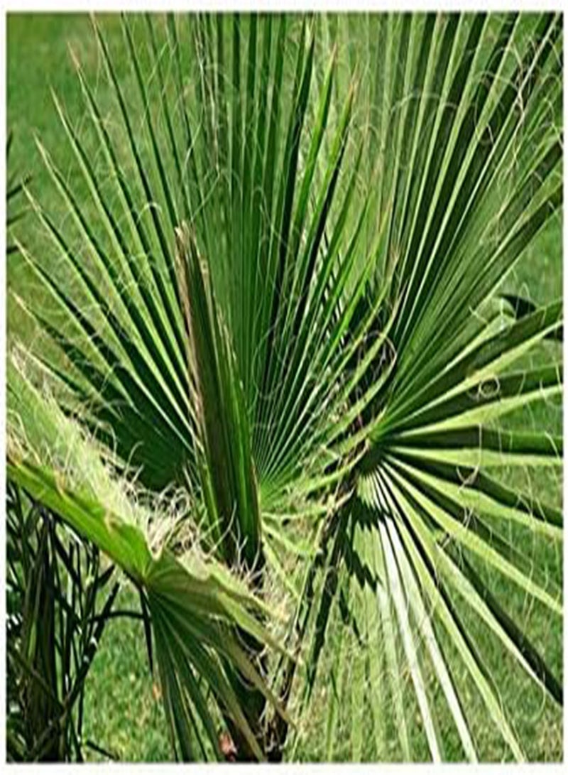 جي جوت بذور واشنطنيا فيليفيرا (نخيل المروحة الصحراوي) 10 بذور - Image 1