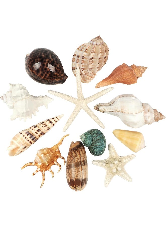 Fangoo 12 PCS Large Seashells Mixed Beach Sea Shells and Ocean Natural Starfish,Natural Colorful Sea Shells Starfish Up to 6.5 Inch, Perfect for Beach Theme Party Home Decor DIY Crafts Fish Tank Decorations - Image 1