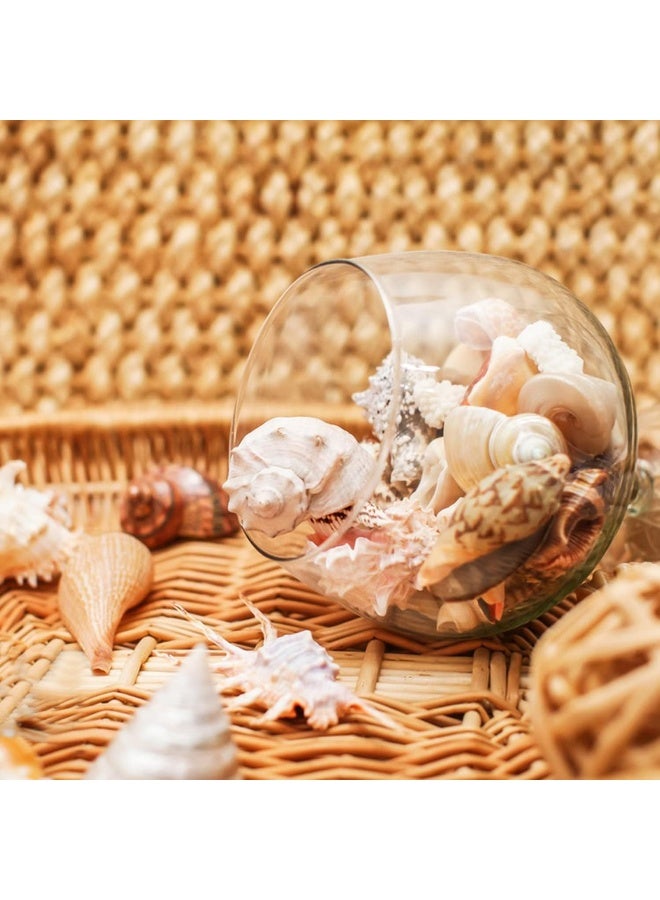 Fangoo 12 PCS Large Seashells Mixed Beach Sea Shells and Ocean Natural Starfish,Natural Colorful Sea Shells Starfish Up to 6.5 Inch, Perfect for Beach Theme Party Home Decor DIY Crafts Fish Tank Decorations - Image 4