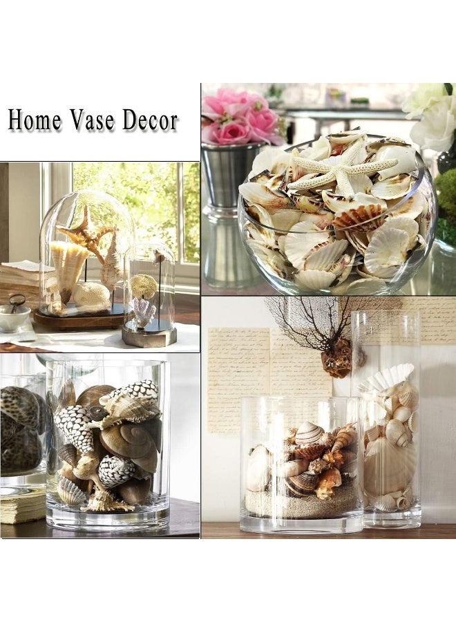Fangoo 12 PCS Large Seashells Mixed Beach Sea Shells and Ocean Natural Starfish,Natural Colorful Sea Shells Starfish Up to 6.5 Inch, Perfect for Beach Theme Party Home Decor DIY Crafts Fish Tank Decorations - Image 2