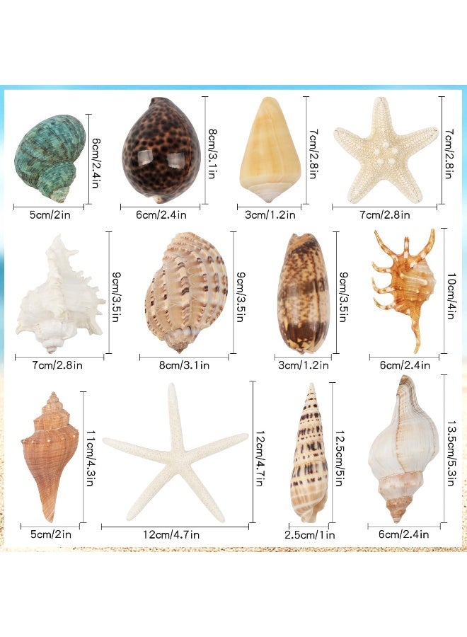 Fangoo 12 PCS Large Seashells Mixed Beach Sea Shells and Ocean Natural Starfish,Natural Colorful Sea Shells Starfish Up to 6.5 Inch, Perfect for Beach Theme Party Home Decor DIY Crafts Fish Tank Decorations - Image 3