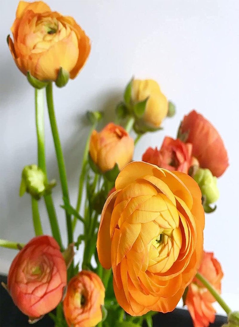 جي جوت 6 قطع من بذور الحوذان لزراعة بتلات الحوذان المعمرة الضخمة مضغوطة ومناسبة لتزيين المزهريات الداخلية في معرض الزهور الربيعي - Image 1