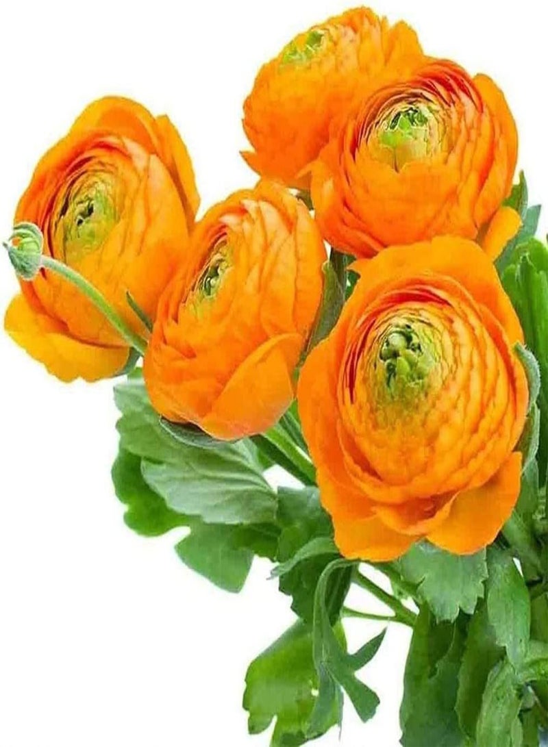 جي جوت 6 قطع من بذور الحوذان لزراعة بتلات الحوذان المعمرة الضخمة مضغوطة ومناسبة لتزيين المزهريات الداخلية في معرض الزهور الربيعي - Image 3