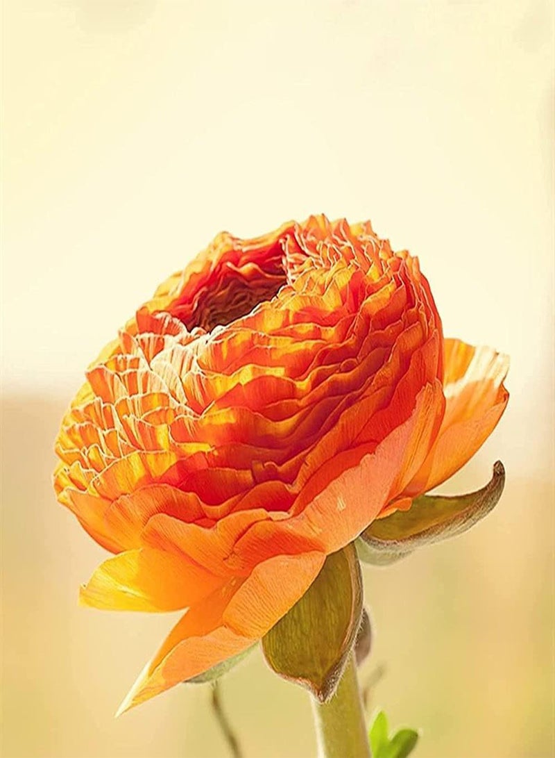 جي جوت 6 قطع من بذور الحوذان لزراعة بتلات الحوذان المعمرة الضخمة مضغوطة ومناسبة لتزيين المزهريات الداخلية في معرض الزهور الربيعي - Image 2