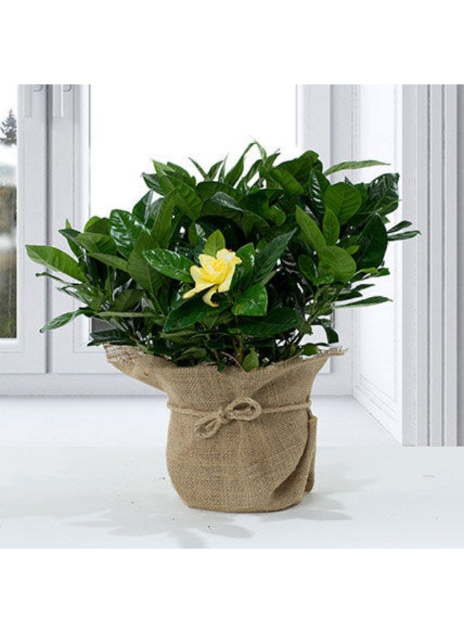 Ferns N Petals Gardenia Jasminoides With Jute Wrapped Pot