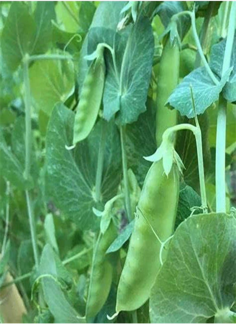 GGOOT 30 Mammoth Melting Sugar Pod Pea Seeds for Planting Heirloom Organic Non GMO 7 Grams of Seeds Snow Pea Garden Vegetable Bulk Survival  - Image 1