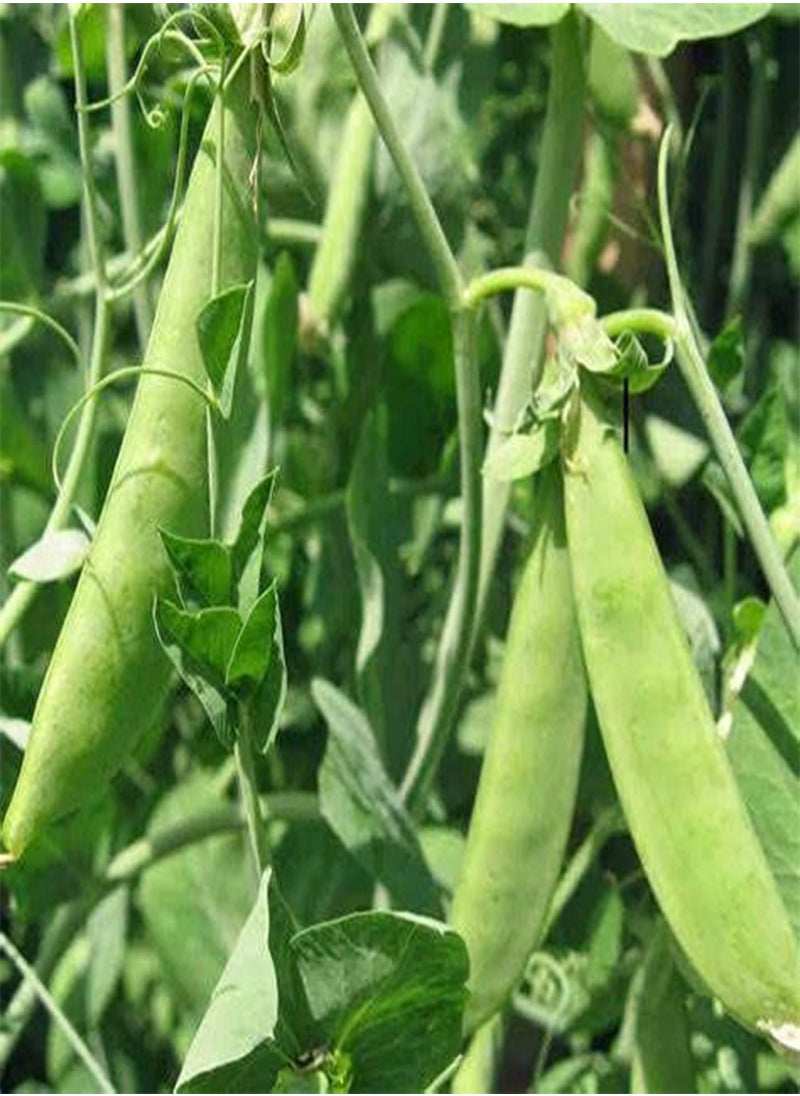GGOOT 30 Mammoth Melting Sugar Pod Pea Seeds for Planting Heirloom Organic Non GMO 7 Grams of Seeds Snow Pea Garden Vegetable Bulk Survival  - Image 3
