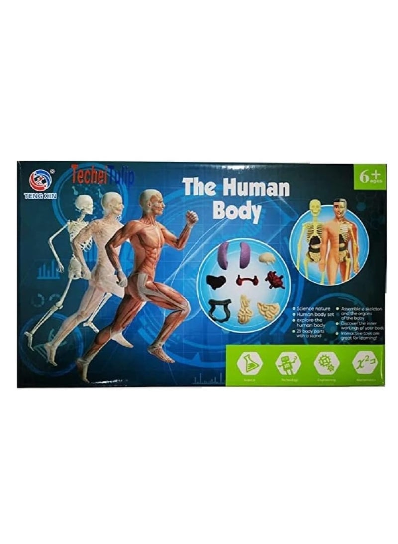 UKR Anatomy DIY Kit Interactive Human Body Parts Toy 29 Pieces Assembly Skeleton Organs Body Parts STEM Toy - Image 4