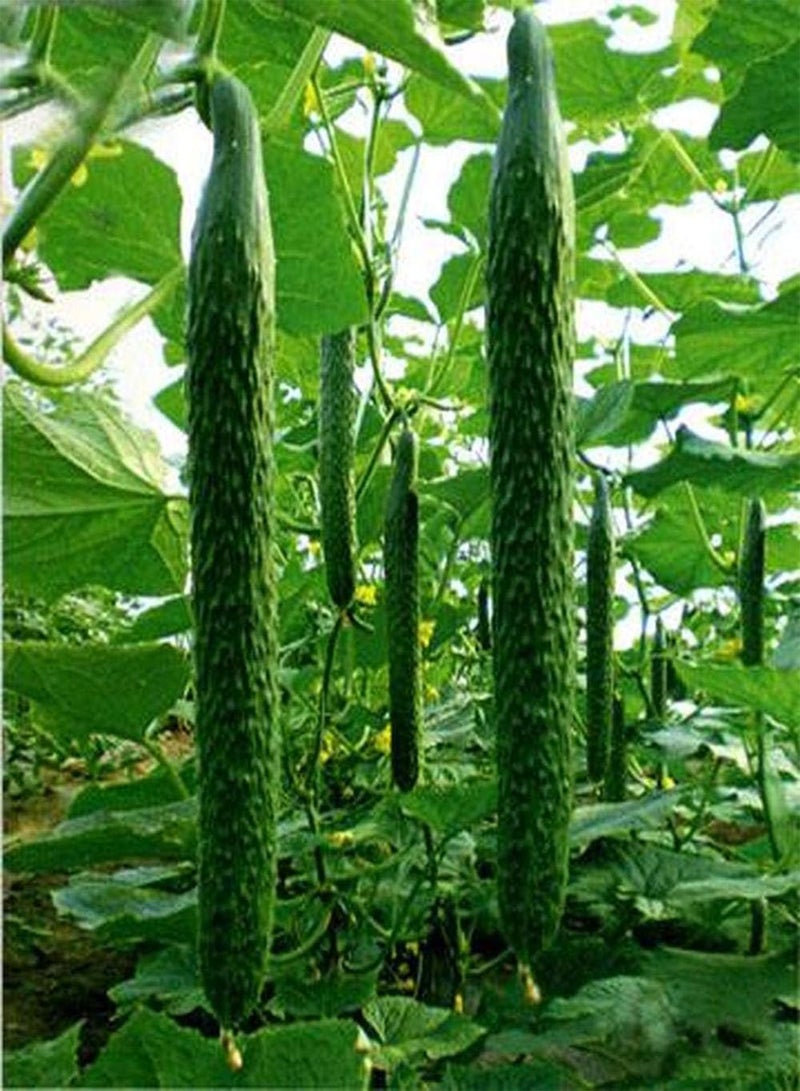 جي جوت 30Stück Gurkensamen die das ganze Jahr über gepflanzt Werden Genießen Sie die Freude an der Ernte Verschönern Sie die Umwelt Benötigen Sie Nicht zu viel Pflege Hohe Keimrate - Image 1