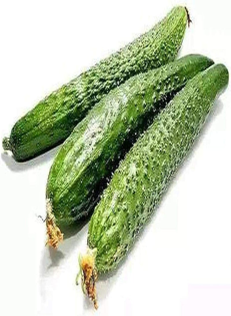 جي جوت 30Stück Gurkensamen die das ganze Jahr über gepflanzt Werden Genießen Sie die Freude an der Ernte Verschönern Sie die Umwelt Benötigen Sie Nicht zu viel Pflege Hohe Keimrate - Image 2