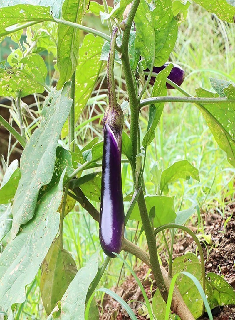 جي جوت 200 قطعة/كيس من بذور الباذنجان الأرجواني غير المعدلة وراثيًا وقليلة الدسم، بذور باذنجان أرجوانية طويلة مستقيمة للحديقة، باذنجان أرجواني - Image 2