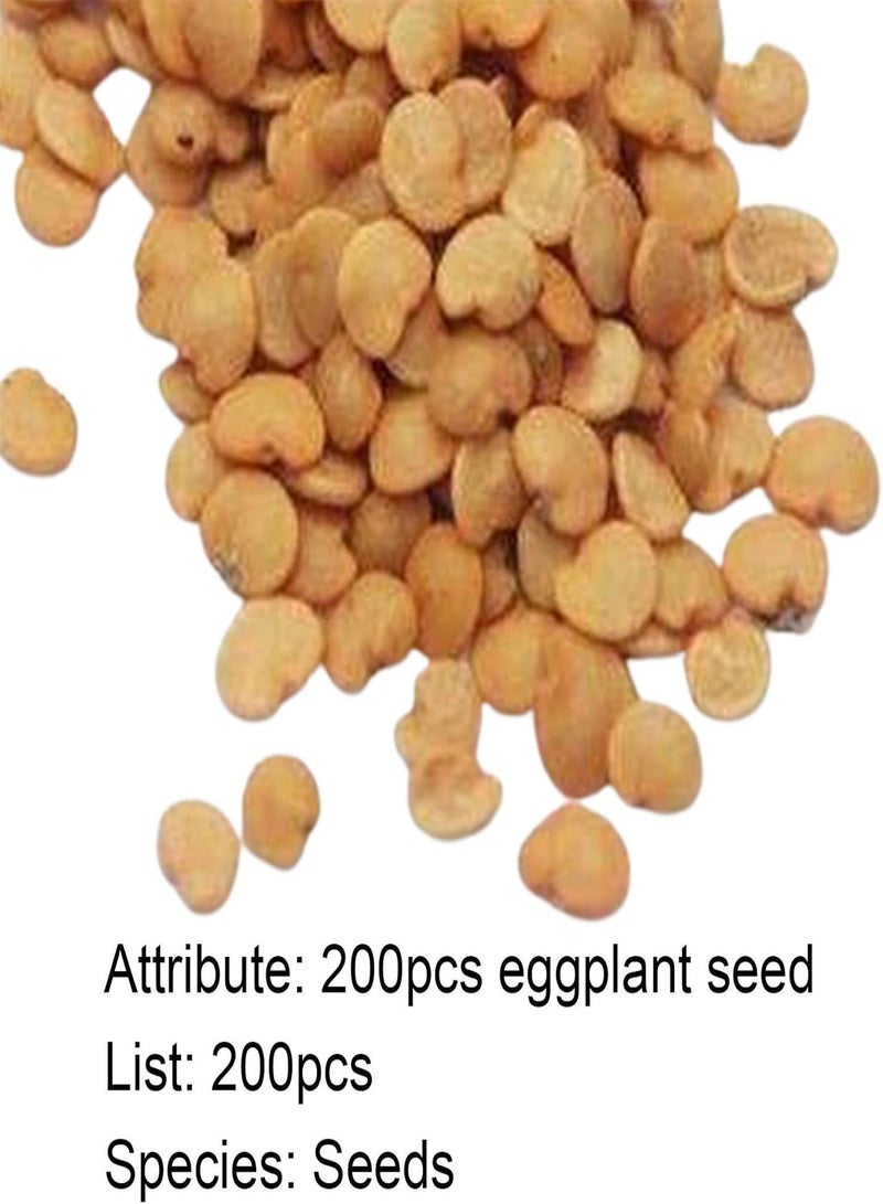 جي جوت 200 قطعة/كيس من بذور الباذنجان الأرجواني غير المعدلة وراثيًا وقليلة الدسم، بذور باذنجان أرجوانية طويلة مستقيمة للحديقة، باذنجان أرجواني - Image 4