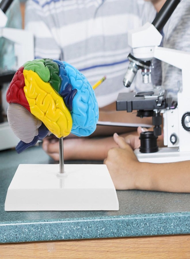 Garneck Human Brain Anatomical Model 1:1 Scale Right Hemisphere Brain Model for Medical Students Boys and Girls - Image 5