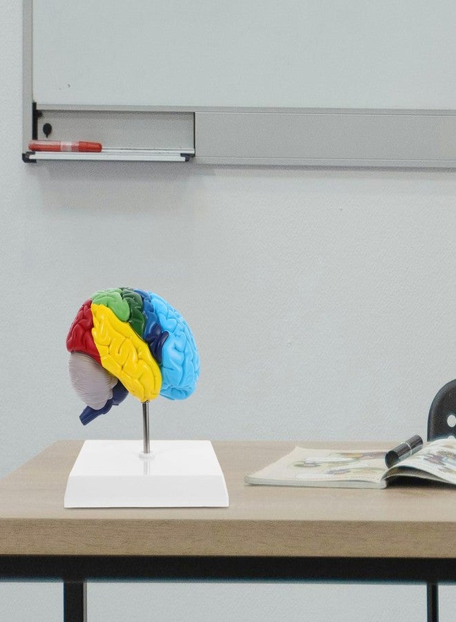 Garneck Human Brain Anatomical Model 1:1 Scale Right Hemisphere Brain Model for Medical Students Boys and Girls - Image 4
