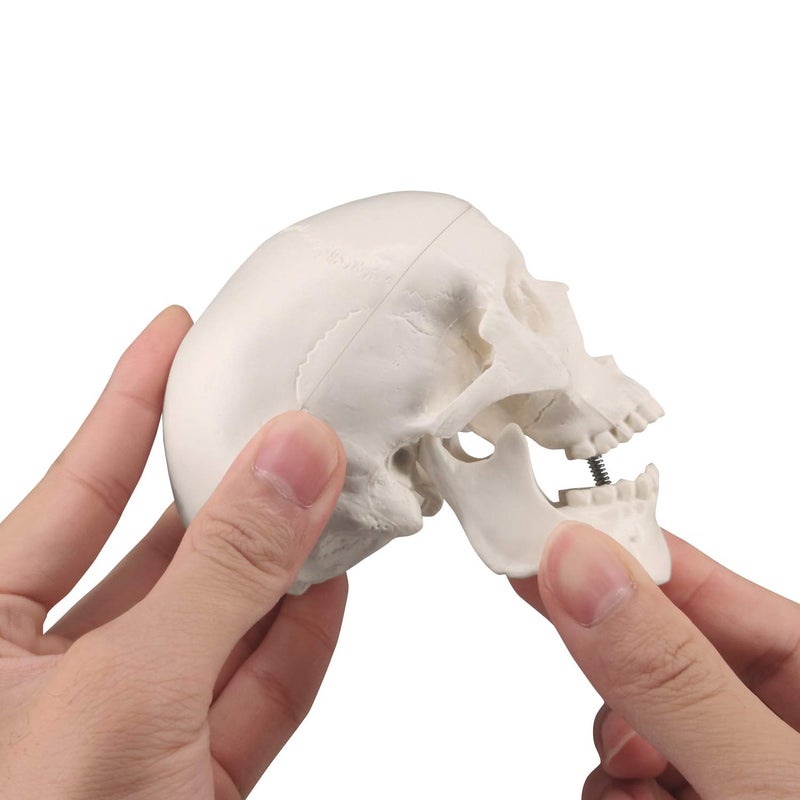 Medarchitect Mini Skull Model Small Size Human Anatomy Skull Model with Moving Jaw and Articulated Mandible for Drawing Cranium Medical Education, Decoration, Art Student Sketching - Image 4