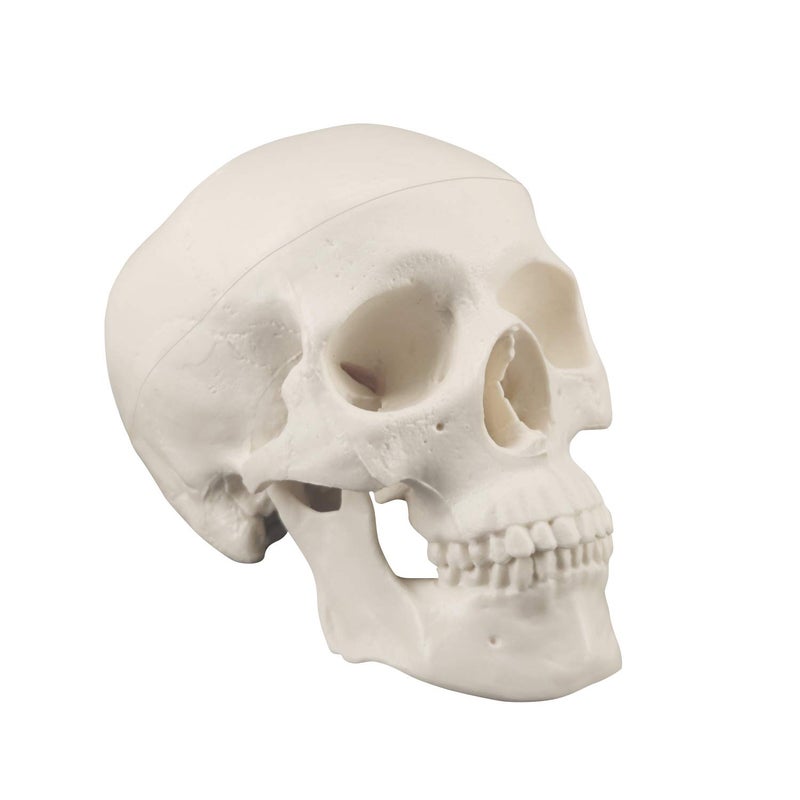 Medarchitect Mini Skull Model Small Size Human Anatomy Skull Model with Moving Jaw and Articulated Mandible for Drawing Cranium Medical Education, Decoration, Art Student Sketching - Image 2