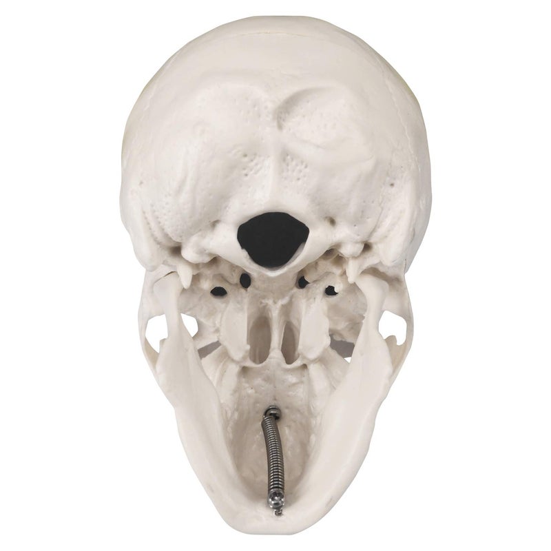 Medarchitect Mini Skull Model Small Size Human Anatomy Skull Model with Moving Jaw and Articulated Mandible for Drawing Cranium Medical Education, Decoration, Art Student Sketching - Image 5