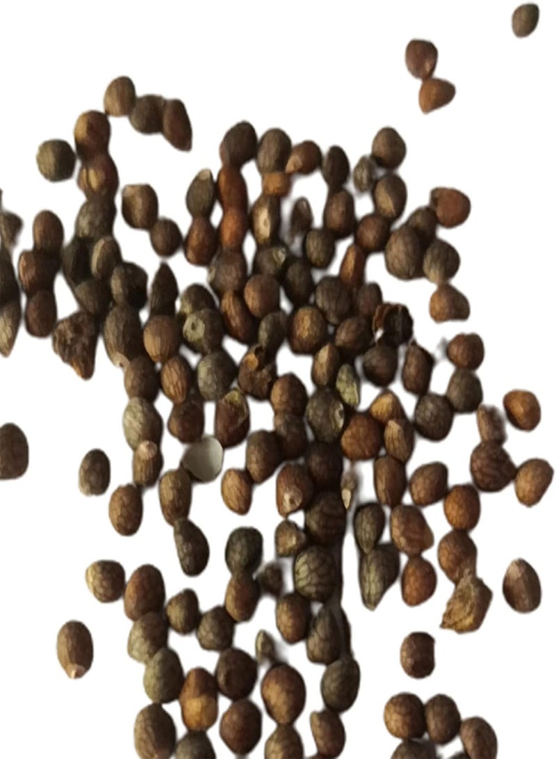 جي جوت 100 قطعة من بذور القوليوس سهلة النمو، بذور بونساي ملونة وجميلة للحديقة المنزلية والحديقة - Image 4