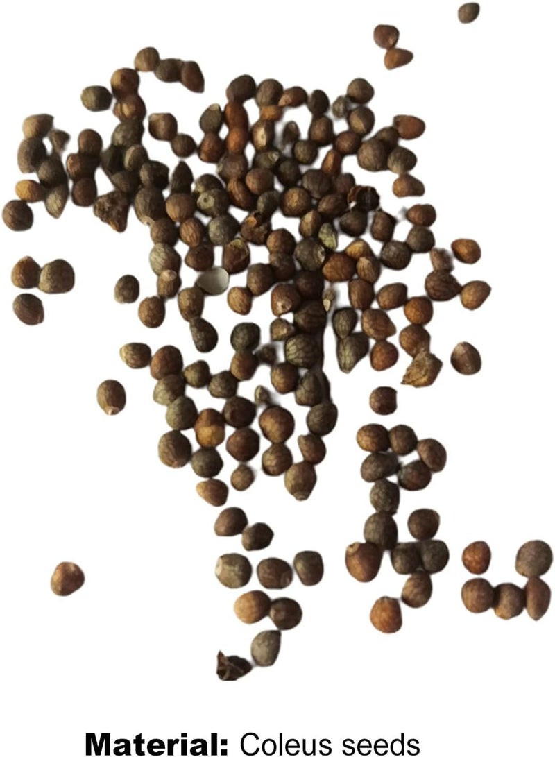 جي جوت 100 قطعة من بذور القوليوس سهلة النمو، بذور بونساي ملونة وجميلة للحديقة المنزلية والحديقة - Image 5