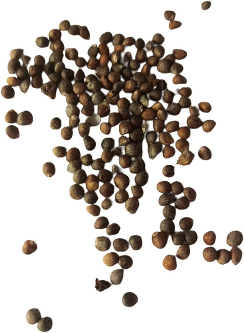 جي جوت 100 قطعة من بذور القوليوس سهلة النمو، بذور بونساي ملونة وجميلة للحديقة المنزلية والحديقة - Image 1