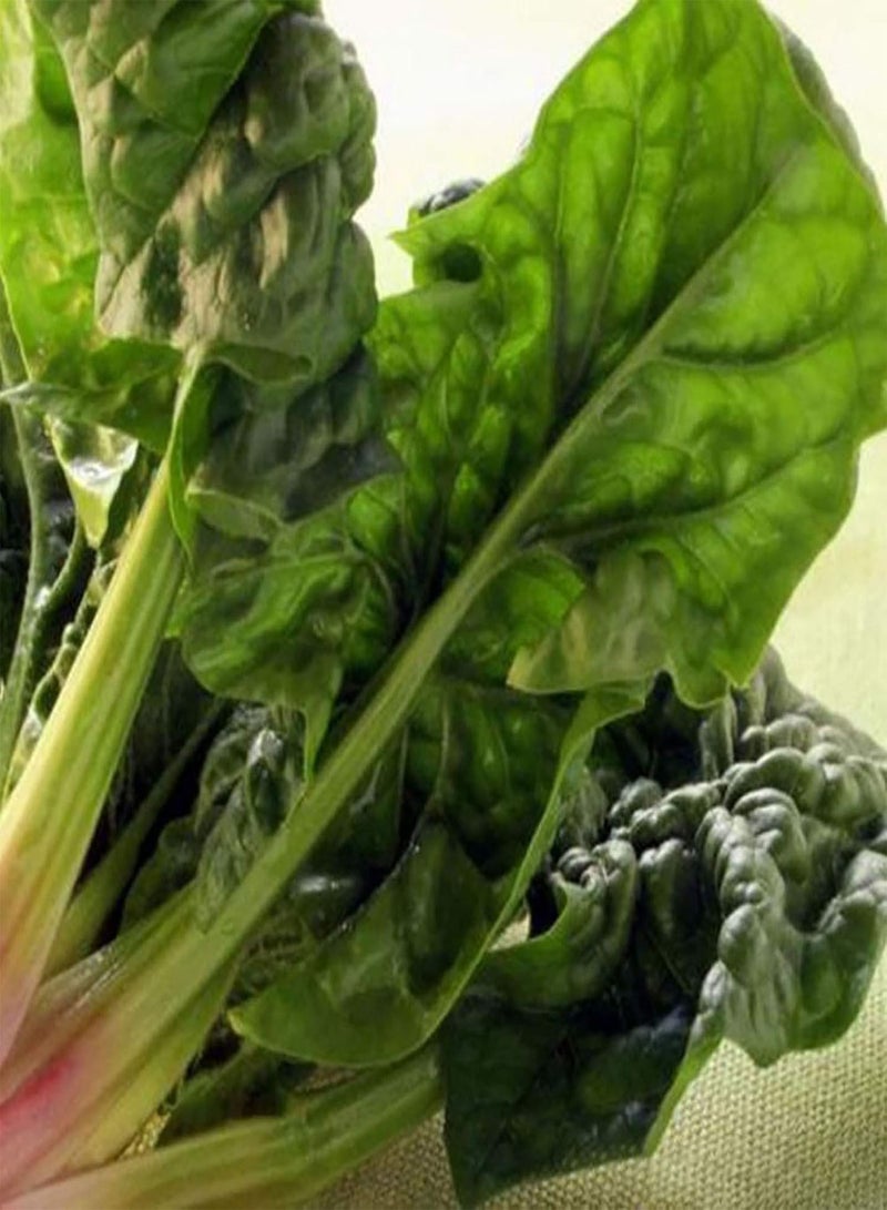 جي جوت 200 قطعة/كيس من بذور السبانخ غير المعدلة وراثيًا، سهلة النمو، بذور سبانخ صغيرة عملاقة لزراعة بذور السبانخ - Image 5