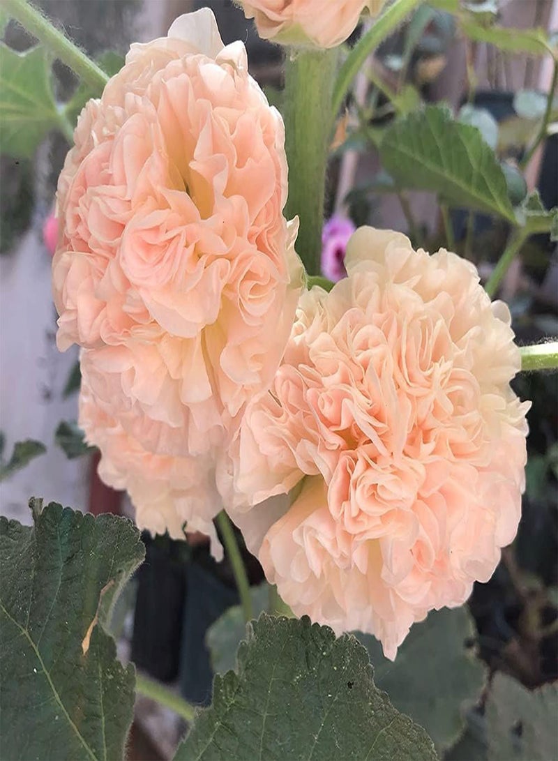 جي جوت 200 قطعة من بذور الخبيزة الوردية الجذابة متعددة البتلات تمثل المثابرة على الأحلام ويمكن إعطاؤها للأصدقاء ويتمنون النجاح - Image 1