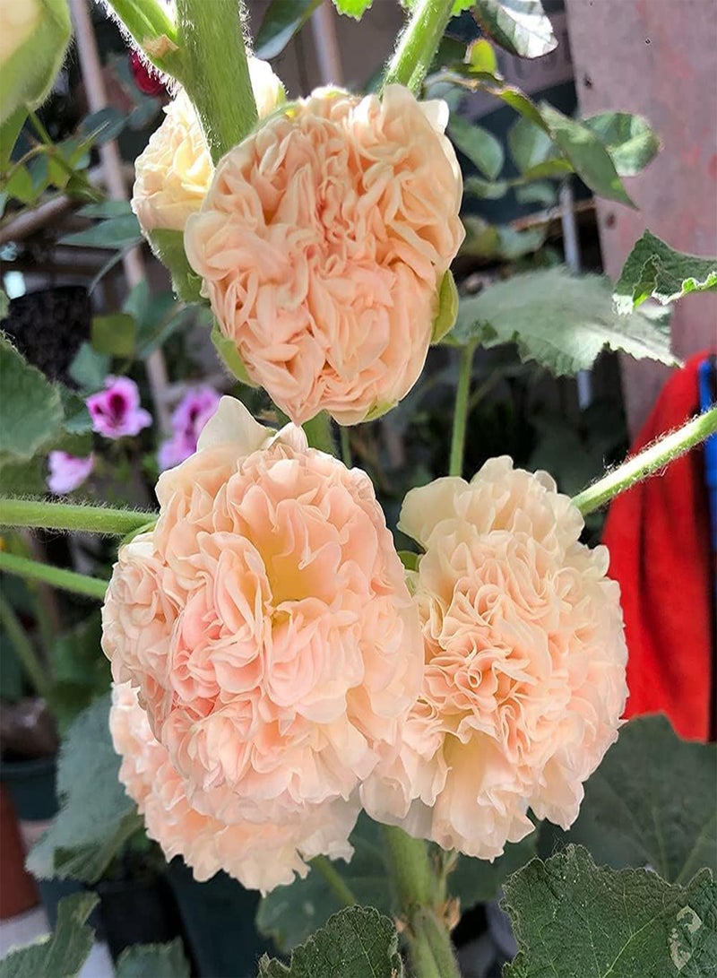 جي جوت 200 قطعة من بذور الخبيزة الوردية الجذابة متعددة البتلات تمثل المثابرة على الأحلام ويمكن إعطاؤها للأصدقاء ويتمنون النجاح - Image 2