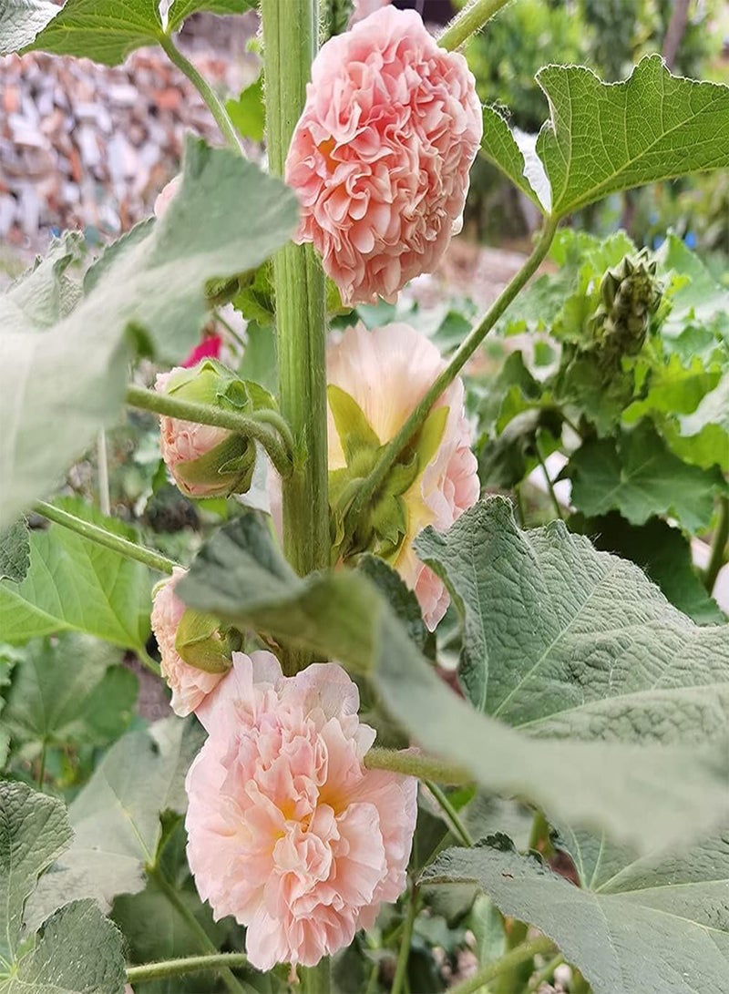 جي جوت 200 قطعة من بذور الخبيزة الوردية الجذابة متعددة البتلات تمثل المثابرة على الأحلام ويمكن إعطاؤها للأصدقاء ويتمنون النجاح - Image 3