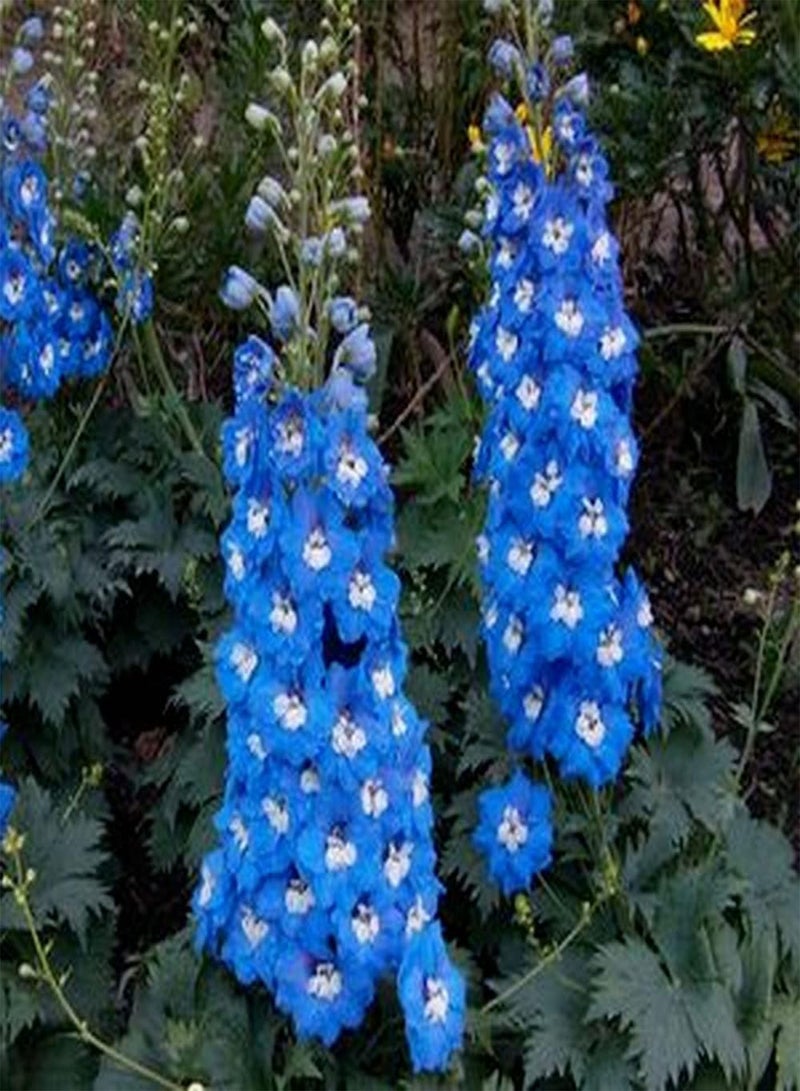 جي جوت 100 قطعة من بذور الدلفينيوم الزرقاء، بذور زهور زينة جميلة للزراعة في الشرفة الداخلية، تضفي لونًا جذابًا على الحديقة - Image 1