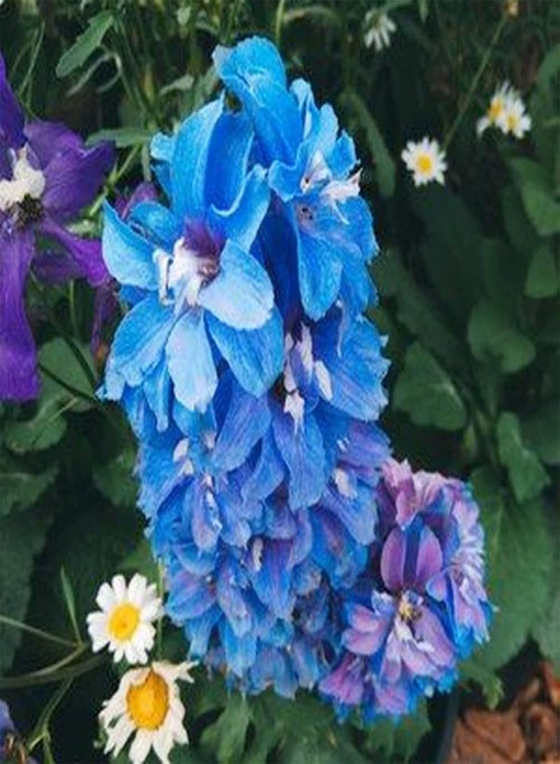 جي جوت 100 قطعة من بذور الدلفينيوم الزرقاء، بذور زهور زينة جميلة للزراعة في الشرفة الداخلية، تضفي لونًا جذابًا على الحديقة - Image 2