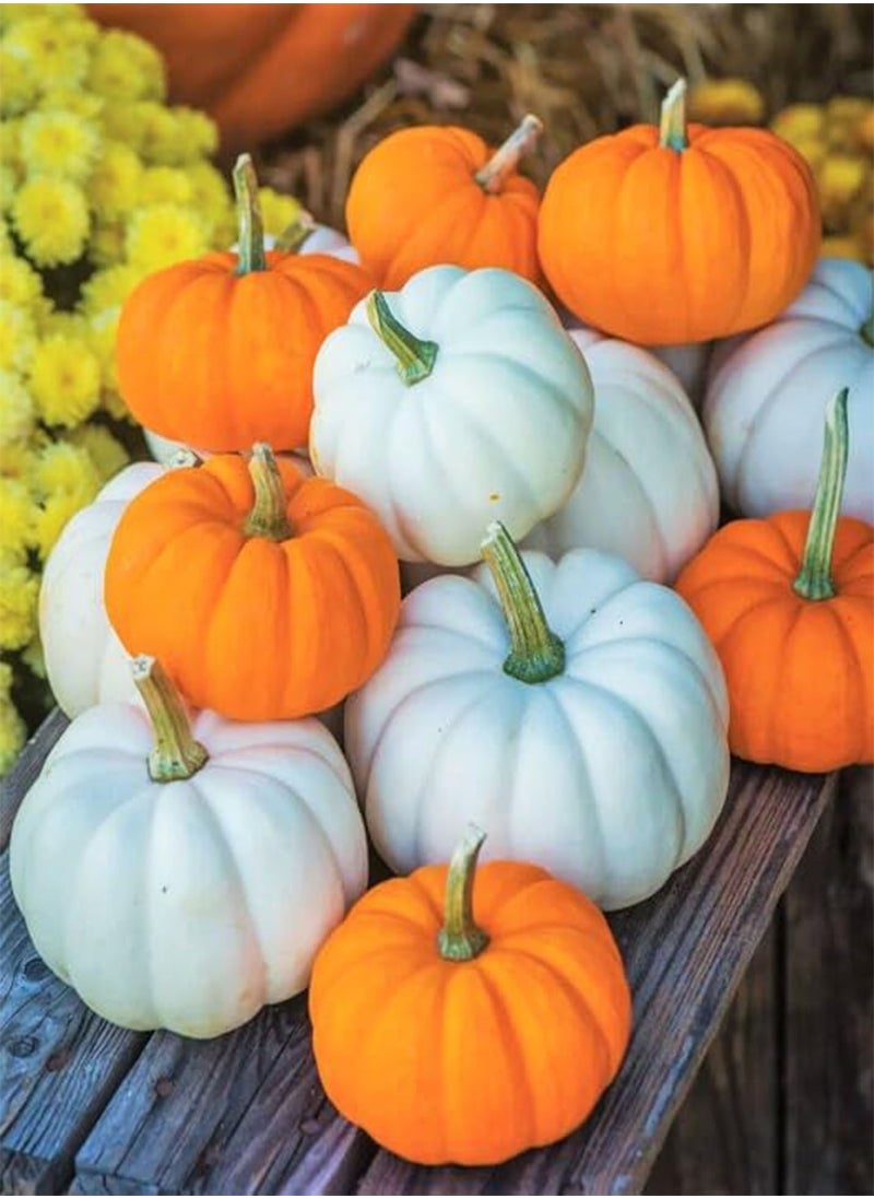 GGOOT - Mini Mix Pumpkin Seeds - 30+ Count Packet - for 2024 White Orange Mix Baby Boo, Jack- Be-Little, Wee-B-Little Untreated Squash - Image 1