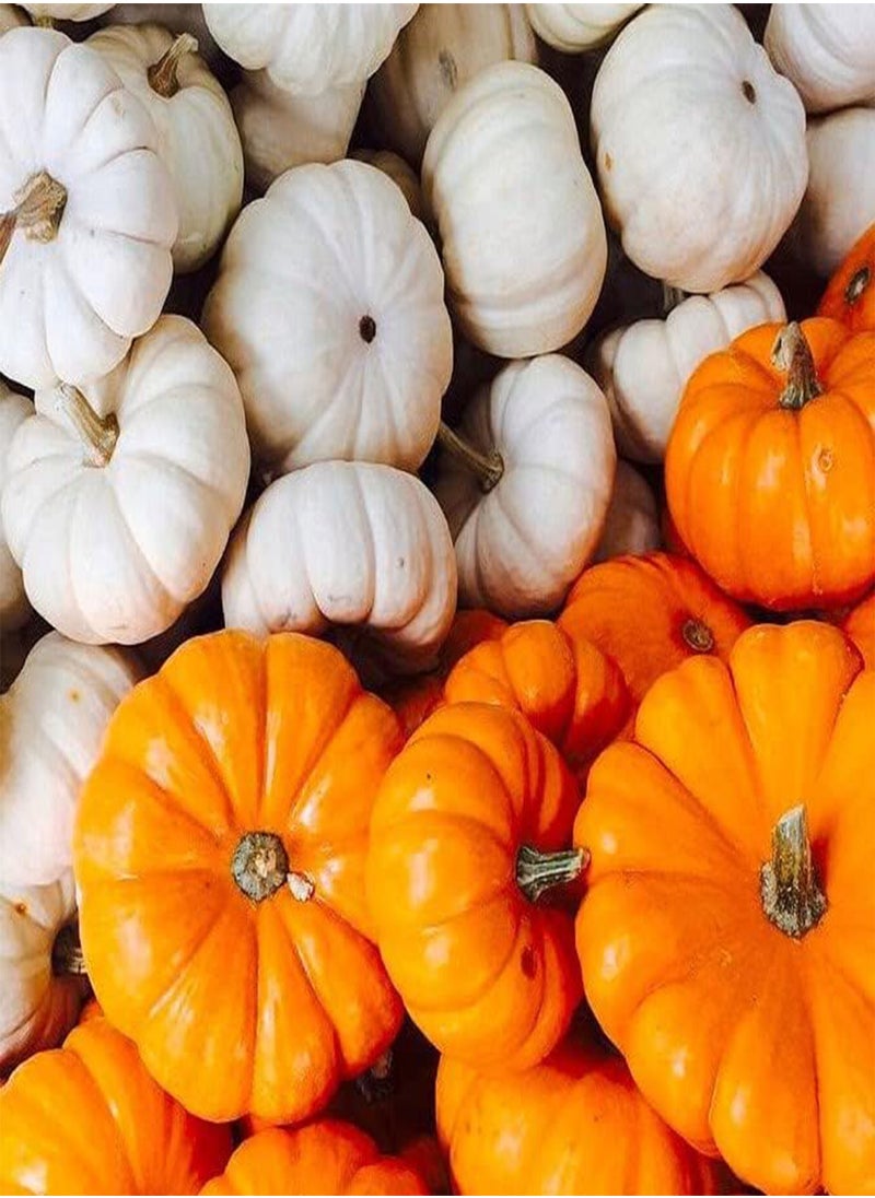 GGOOT - Mini Mix Pumpkin Seeds - 30+ Count Packet - for 2024 White Orange Mix Baby Boo, Jack- Be-Little, Wee-B-Little Untreated Squash - Image 1