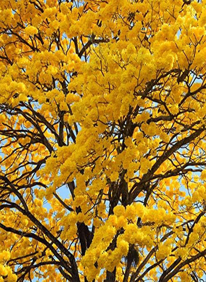 جي جوت 40 قطعة من بذور زهرة تابيبويا كريسنتا - Image 2