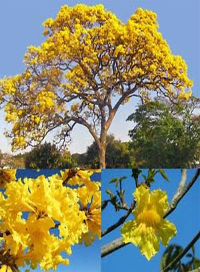 جي جوت 40 قطعة من بذور زهرة تابيبويا كريسنتا - Image 1