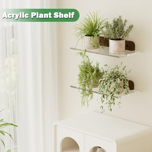 QsQueen Small Acrylic Floating Shelf for Wall, Clear Acrylic Wall Shelf with Solid Wood Base, Thick Minimalist Display Shelf for Bathroom, Bedroom,Plants, Perfume, Nail Polish,Living Room & Decor - Image 5