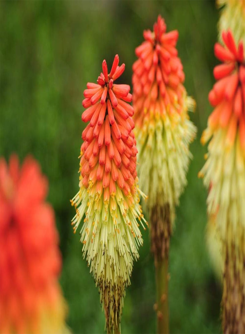 GGOOT Kniphofia Flamenco, Red Hot Poker Seeds
