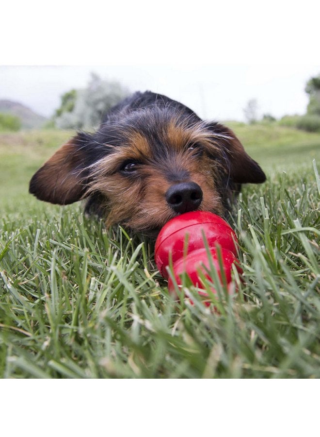 كونج KONG Easy Treat زبدة الفول السوداني 14 أونصة - عبوة من قطعتين - Image 2