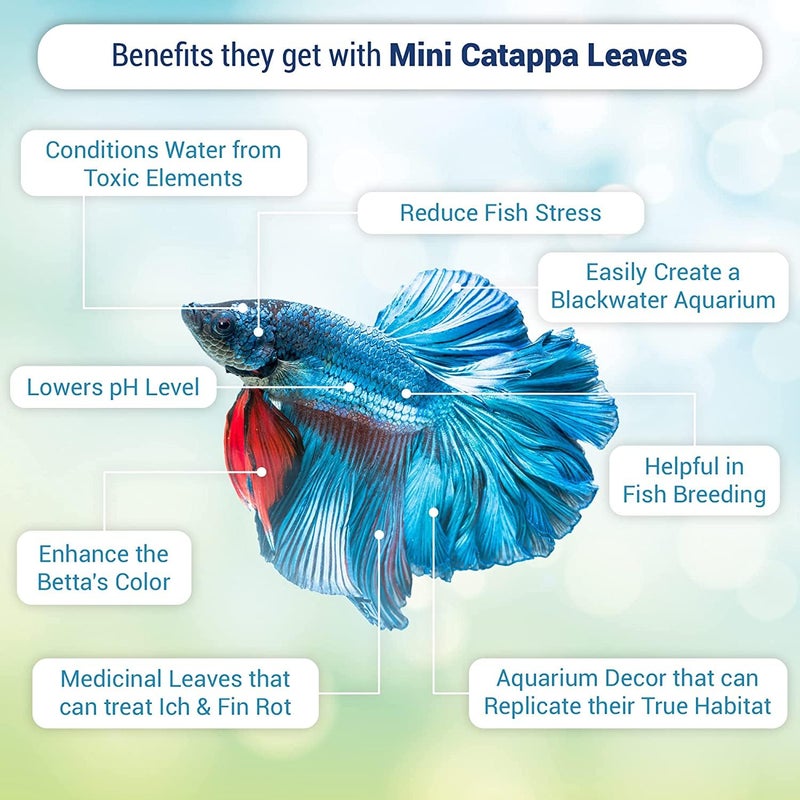 SunGrow 50 pcs Catappa Indian Almond Leaves for Betta Fish Tank Aquarium, 2â€ Water Conditioner Leaves, Leaf Also Suitable for Shrimp, Goldfish, Guppy and Frogs - Image 3