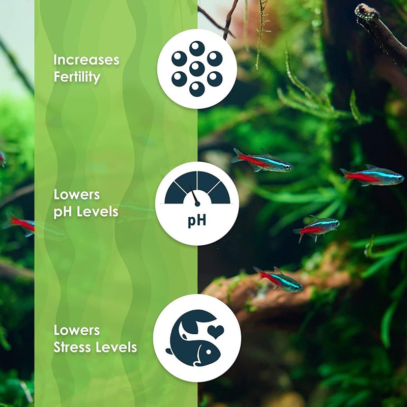 SunGrow 50 pcs Catappa Indian Almond Leaves for Betta Fish Tank Aquarium, 2â€ Water Conditioner Leaves, Leaf Also Suitable for Shrimp, Goldfish, Guppy and Frogs - Image 4