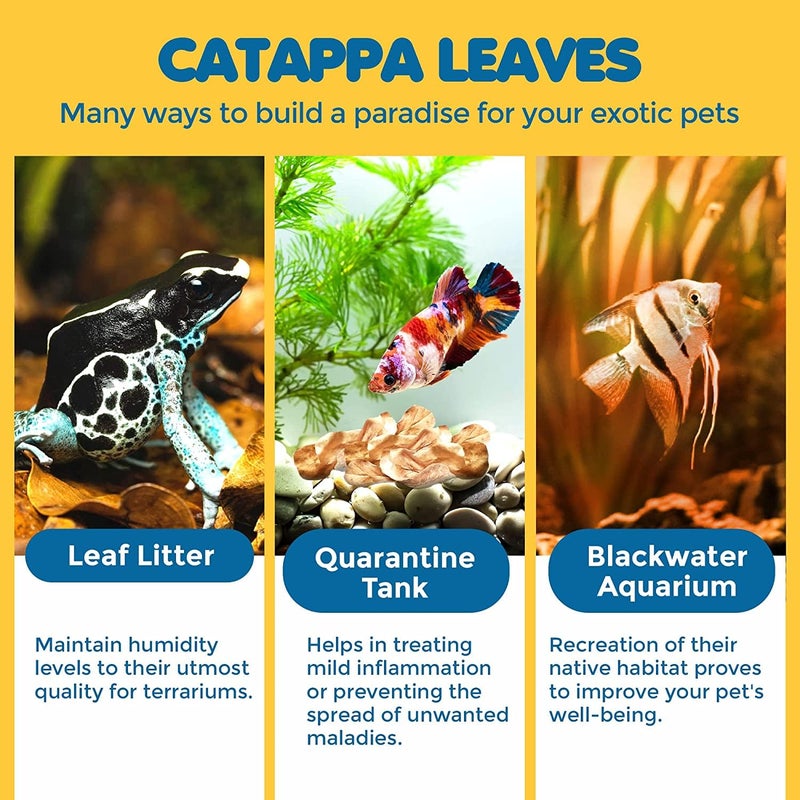 SunGrow 50 pcs Catappa Indian Almond Leaves for Betta Fish Tank Aquarium, 2â€ Water Conditioner Leaves, Leaf Also Suitable for Shrimp, Goldfish, Guppy and Frogs - Image 5