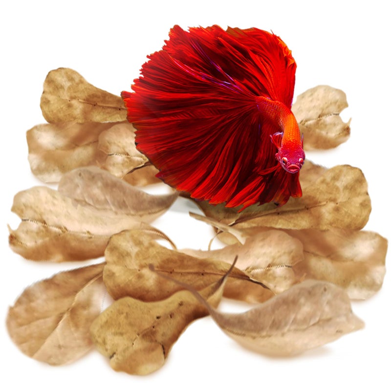 SunGrow 50 pcs Catappa Indian Almond Leaves for Betta Fish Tank Aquarium, 2â€ Water Conditioner Leaves, Leaf Also Suitable for Shrimp, Goldfish, Guppy and Frogs - Image 2