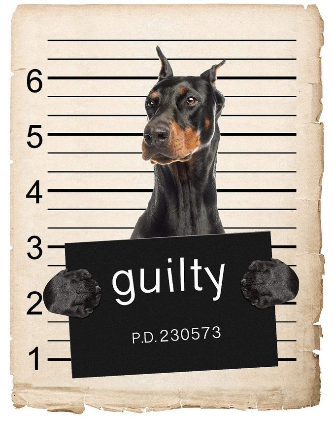 DOBERMAN PINSCHER DOG MUGSHOT BAD DOG CAR BUMPER MAGNET MAGNETIC FOR REFRIGERATOR DECORATIVE FRIDGE OFFICE WHITEBOARD KITCHEN LOCKER WATERPROOF DECOR FAMILY FRIENDS 4X7 IN